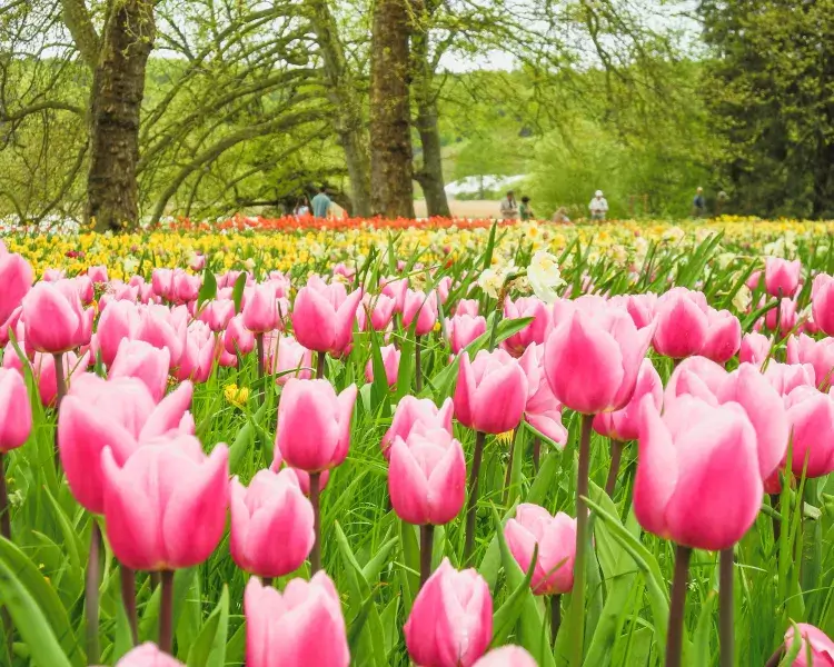 Mainau, Tulpe