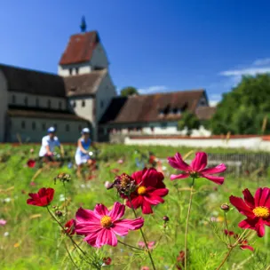 Insel Reichenau